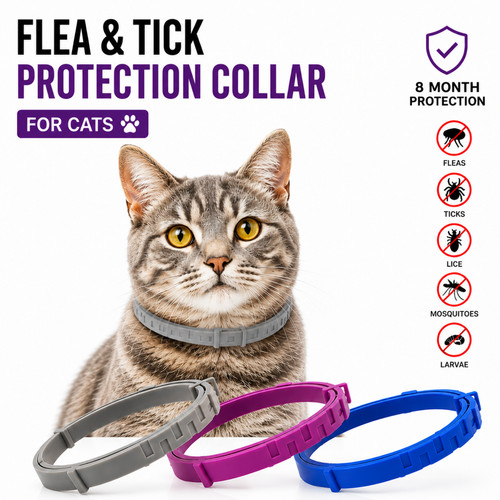 Cat flea tick - cat,