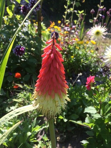 Kniphofia flamenco plug - kniphofia,