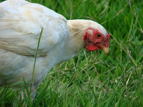 Poultry grass seed - grass, hens