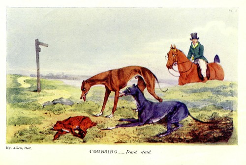Coursing hunting hares rabbits - coursing,