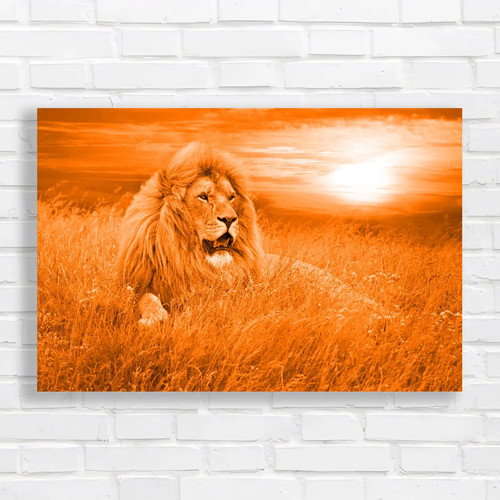 Lion resting sunset - at,