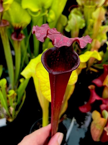 Sarracenia moorei gn31 - sarracenia,