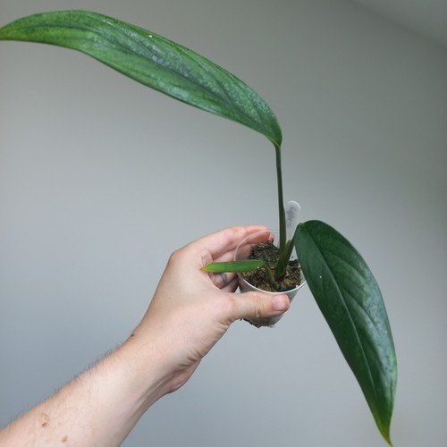 New very rare - rare!, monstera