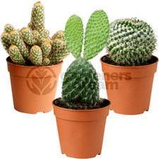 Cactus Mix - 3 Plants - House