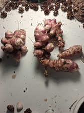 5x Extra Large Red Fueseau