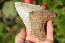 lovely 5"  GENUINE  MEGALODON