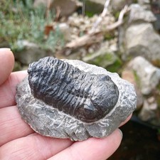 Fossil Trilobite  Devonian Age