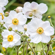 Anemone Plant Honorine Jobert - Japanese Anemone | Deciduous Garden Perennial