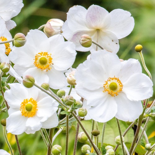 Anemone plant honorine jobert - honorine,