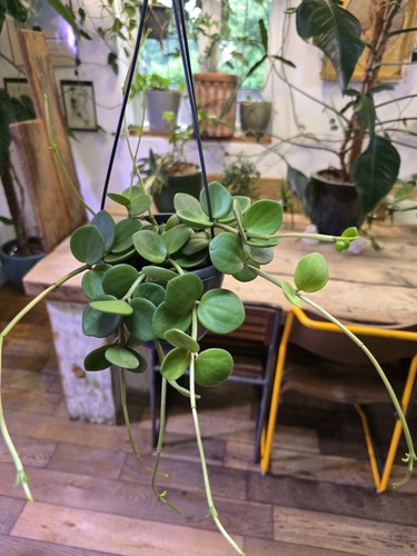 Peperomia hope hanging - hope, in