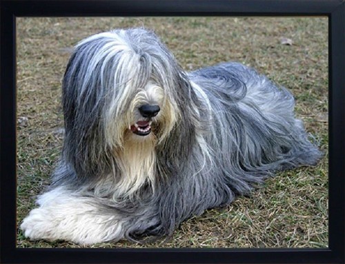Bearded collie fridge - bearded, 3d