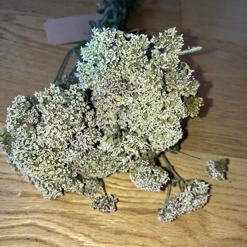 Dried field yarrow - dried, )