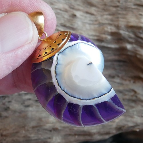 Purple nautilus shell gold - shell,