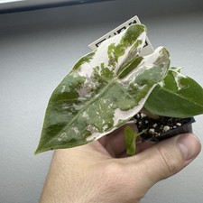 Alocasia Pseudo Sanderiana