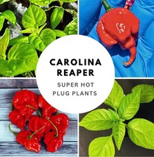 3 x Carolina Reaper - Chilli