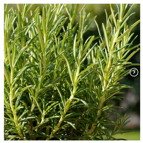 Rosemary herb plant - rosemary,