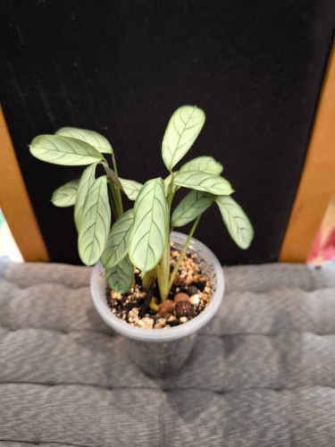 Ctenanthe burle marxii - ctenanthe, burle-marxii