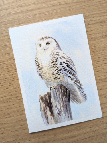Aceo snowy owl - owl, original