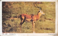 DANDY GUM WILD ANIMALS DANISH