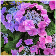 Hydrangea macrophylla - hydrangea,