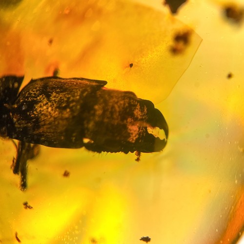 Unusual beetle burmese - beetle, /