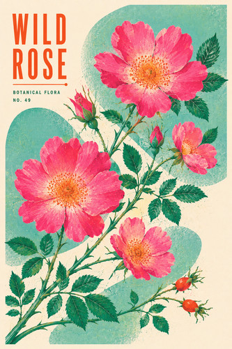Instrukcjascribe wild rose - instrukcjascribe_wild,