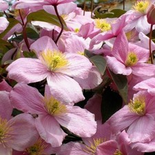 Clematis Montana Pink Perfumed