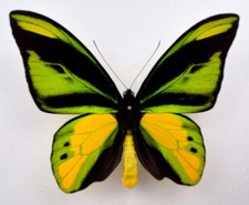 Ornithoptera chimaera