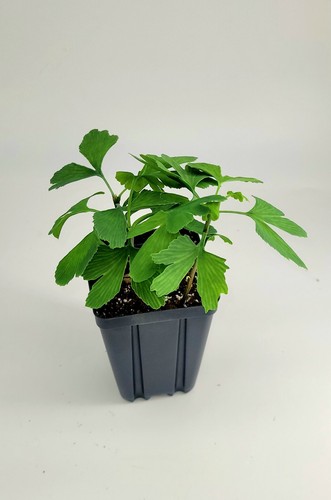 Set ginkgo biloba trees - 3,
