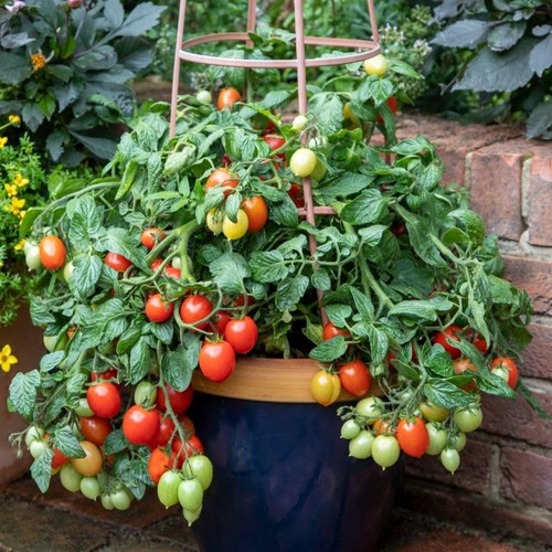 Tomato summer dew mini plum - summer,