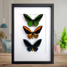 Framed Ornithoptera Butterfly