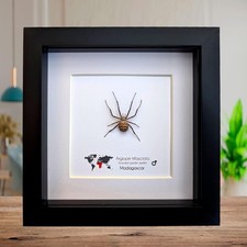 Framed banded garden spider -