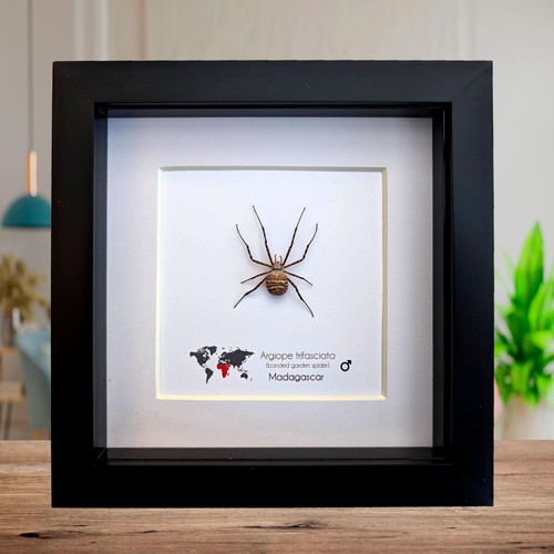 Framed banded garden spider - ,