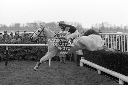 Desert orchid 1988 king - desert,
