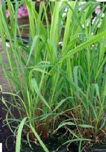 Lemon grass 100 seeds - grass,