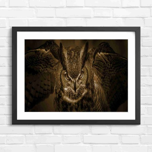 Intense owl with - owl, spread