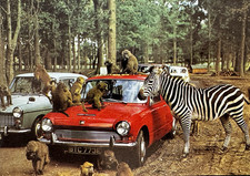 Woburn Safari Park Monkeys Zebra Triumph Dolomite Bedford Colour Image Postcard