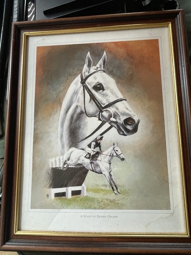 Study desert orchid framed - of,