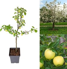 Apple Tree - Malus Golden