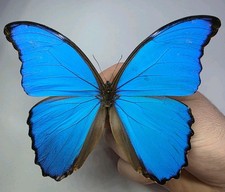 Morpho Didius. A- Set Specimen