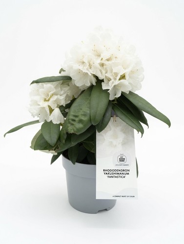 White rhododendron 2l - rhododendron,