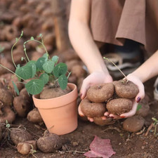 Stephania Erecta Caudex Plant