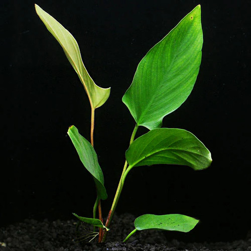 Anubias hastifolia large - hastifolia, live