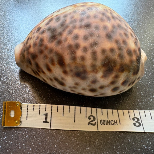 Rare large sea natural - rare,