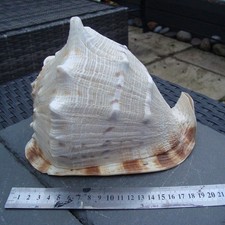 Good Vintage or Antique Giant Queen Helmet Horned Conch Sea Shell 663g 19cm