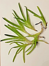 Aloe vera house plant - aloe,