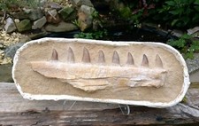 MOSASAUR JAW ORIGINAL FOSSIL
