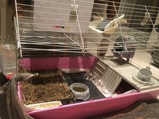 guinea pig hutch indoor
