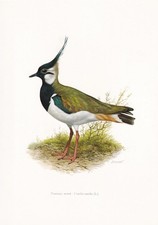 1960 NORTHERN LAPWING Bird Print - Vintage Wall Art - Decor - 7.5 x 10.6 Inches