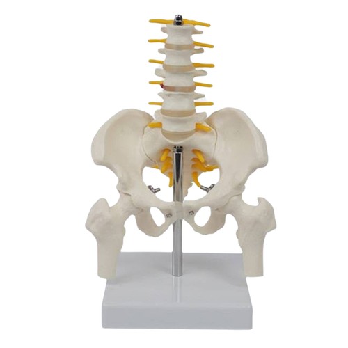 Human lumbar vertebra model - lumbar,